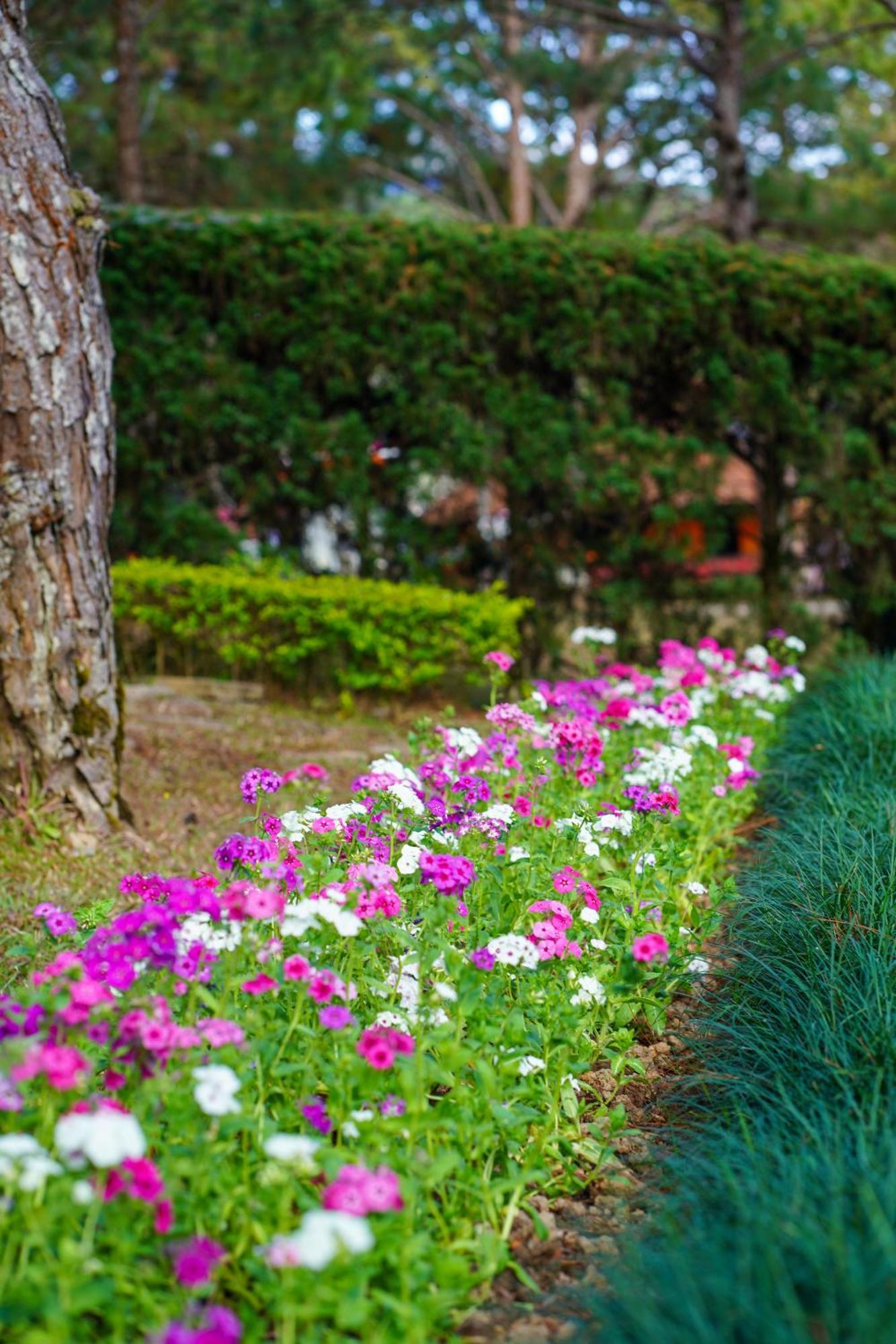Ttc Dreamy Hill Resort - Unlimited Access To Ttc World - Thung Lung Tinh Yeu Dalat Exterior foto